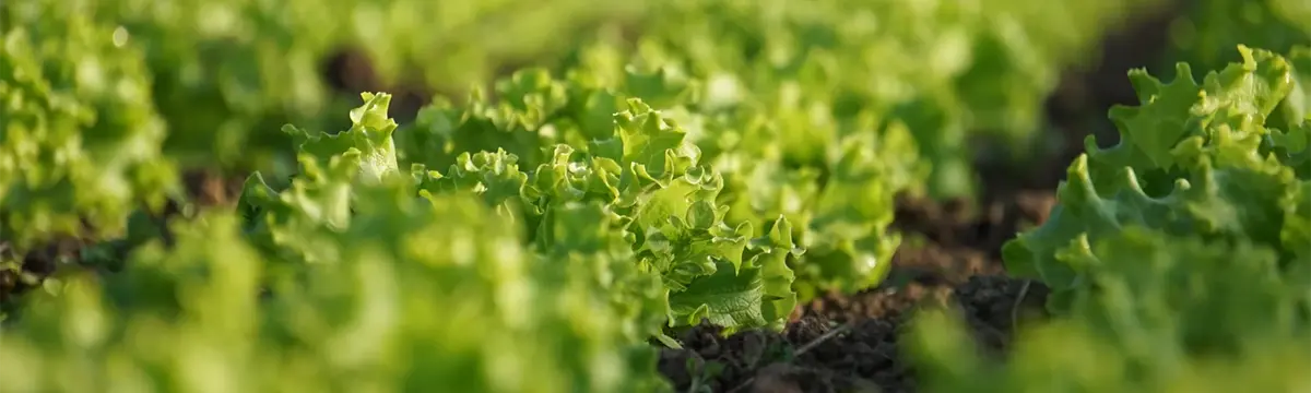 reife Salatköpfe im Detail