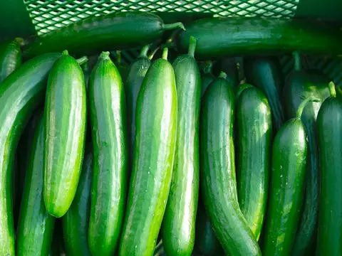 Gurken frisch geerntet