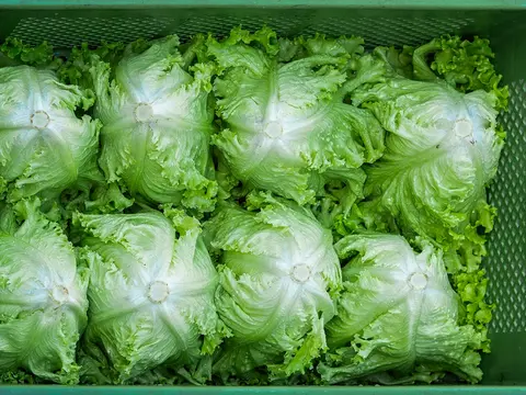 grüne Salatköpfe nach der Ernte