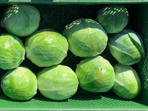 frischer Weißkohl in einer Kiste