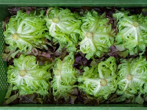 Salatköpfe nach der Ernte