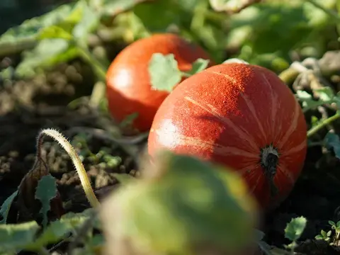 reife Hokkaido-Kürbisse auf einem Beet