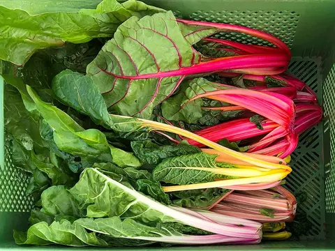 frisch geernteter bunter Mangold