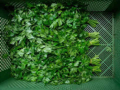 Petersilie gebündelt in einer Kiste