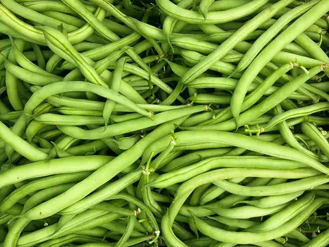 grüne Stangenbohnen