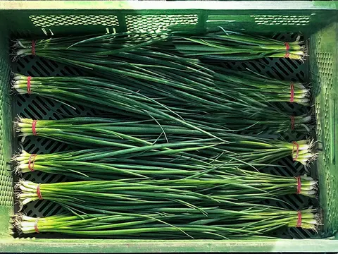 Schnittlauch gebündelt