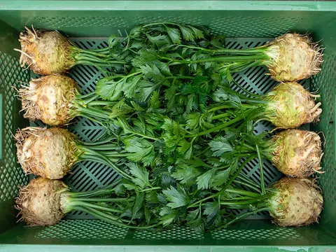Sellerieknollen mit Grün in einer Kiste