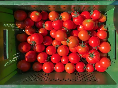 geerntete Tomaten