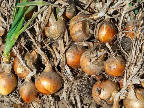 frisch geerntete Zwiebeln