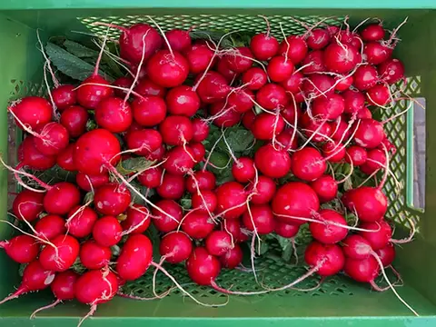 Radieschen-Bündel