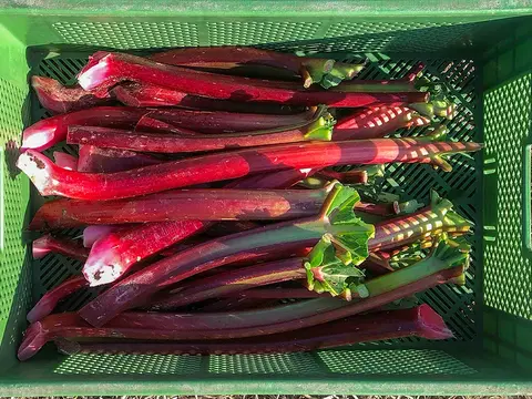 Rhabarber-Stangen in einer Kiste