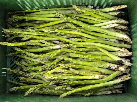 grüne Spargelstangen in einer Gemüsekiste