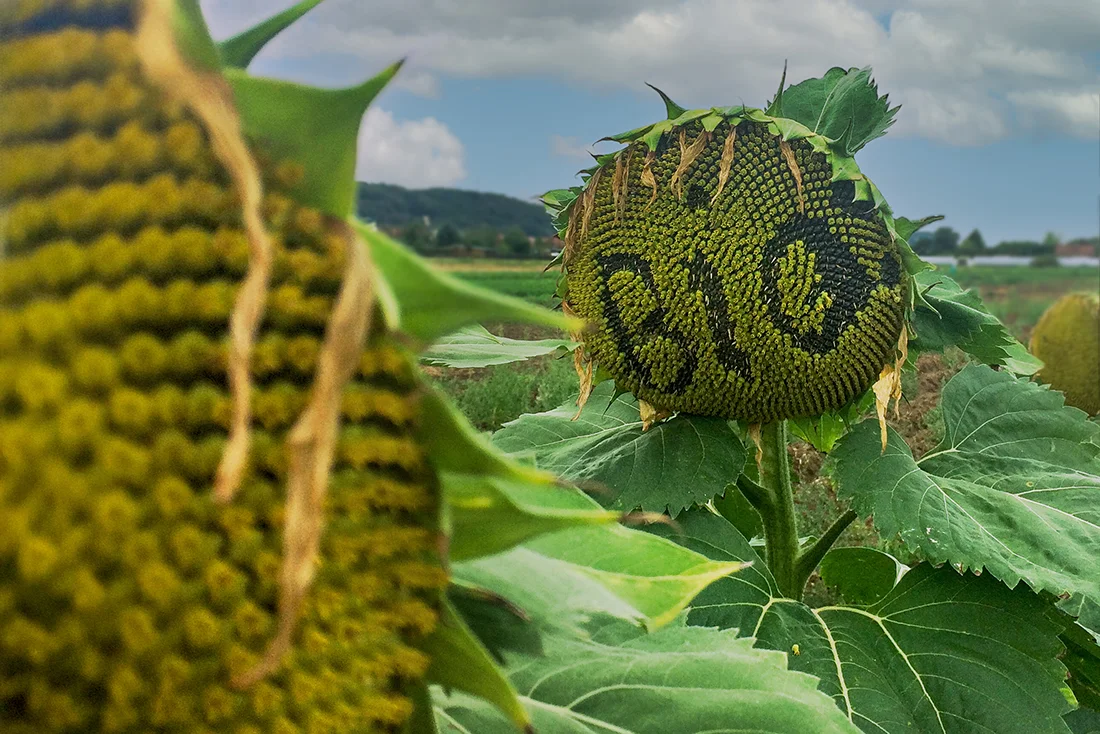 Eine Sonnenblume, in deren Blüte das Wort "Bio" lesbar ist