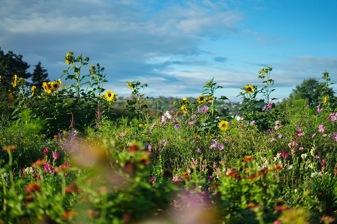 Ein Feld mit bunten Blumen vor blauem Himmel