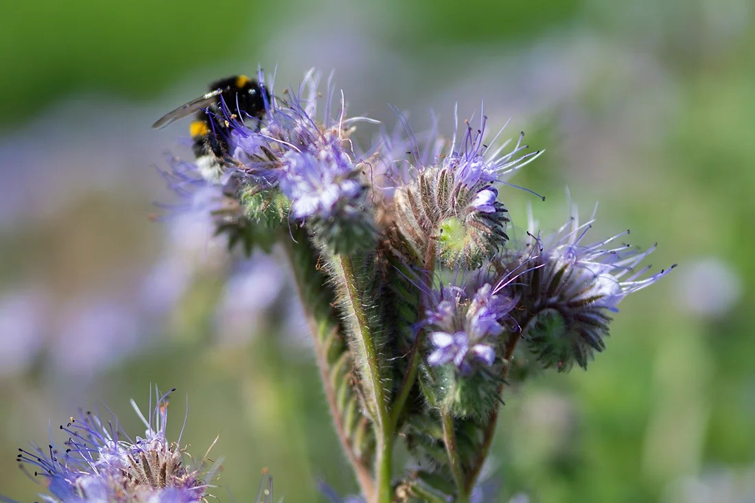 Hummel sitzt auf Phacelia-Blüte