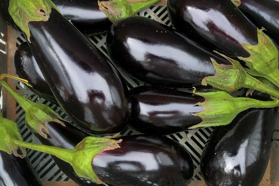 Auberginen