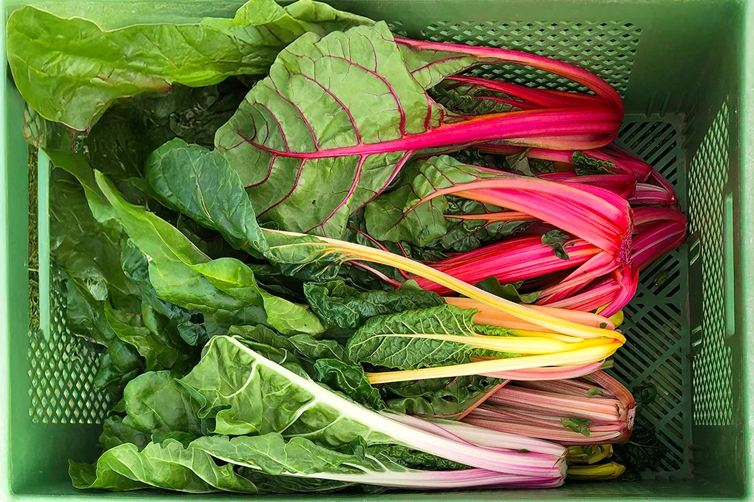 frisch geernteter bunter Mangold