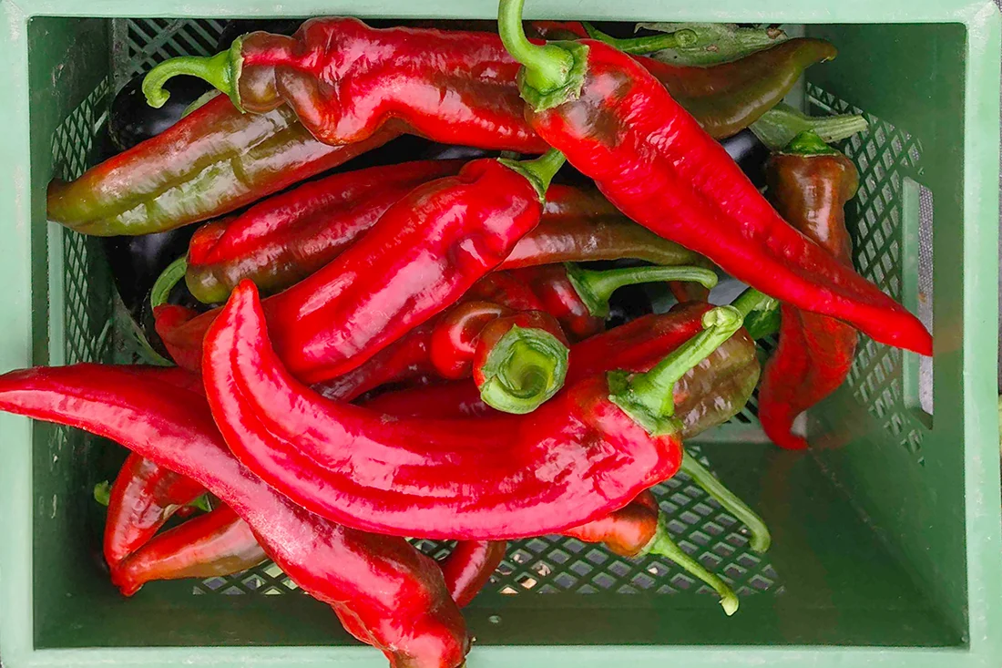 rote Paprika