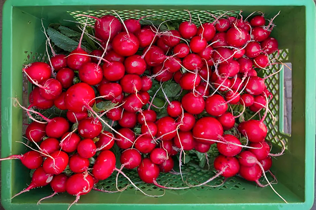 Radieschen-Bündel
