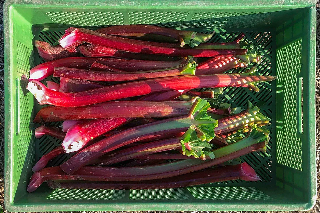 Rhabarber-Stangen in einer Kiste