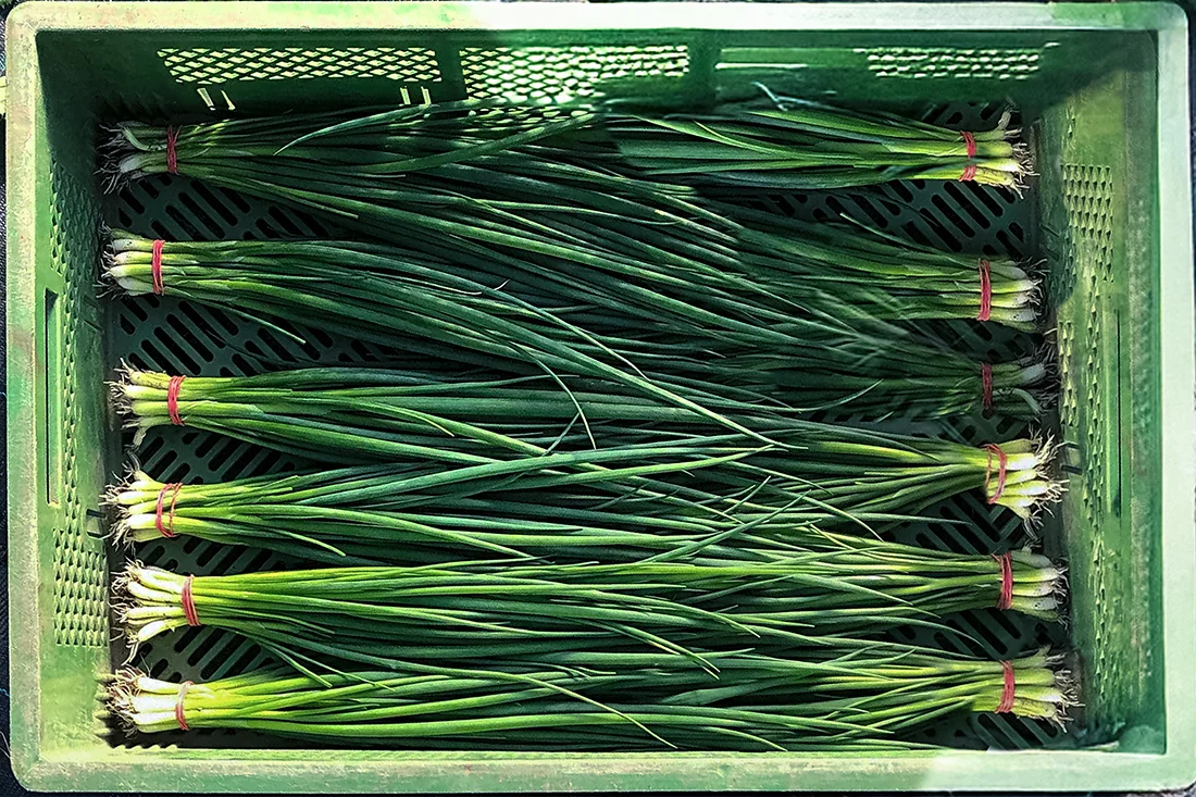 Schnittlauch gebündelt