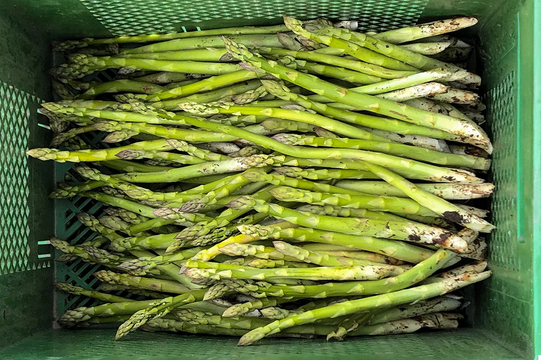 grüne Spargelstangen in einer Gemüsekiste
