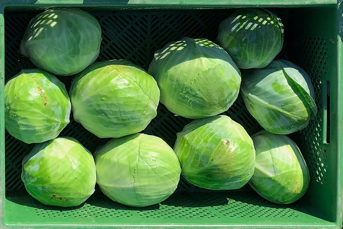 frischer Weißkohl in einer Kiste