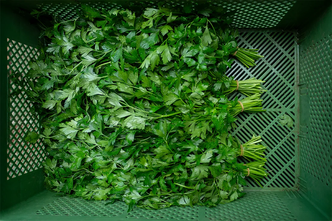 Petersilie gebündelt in einer Kiste
