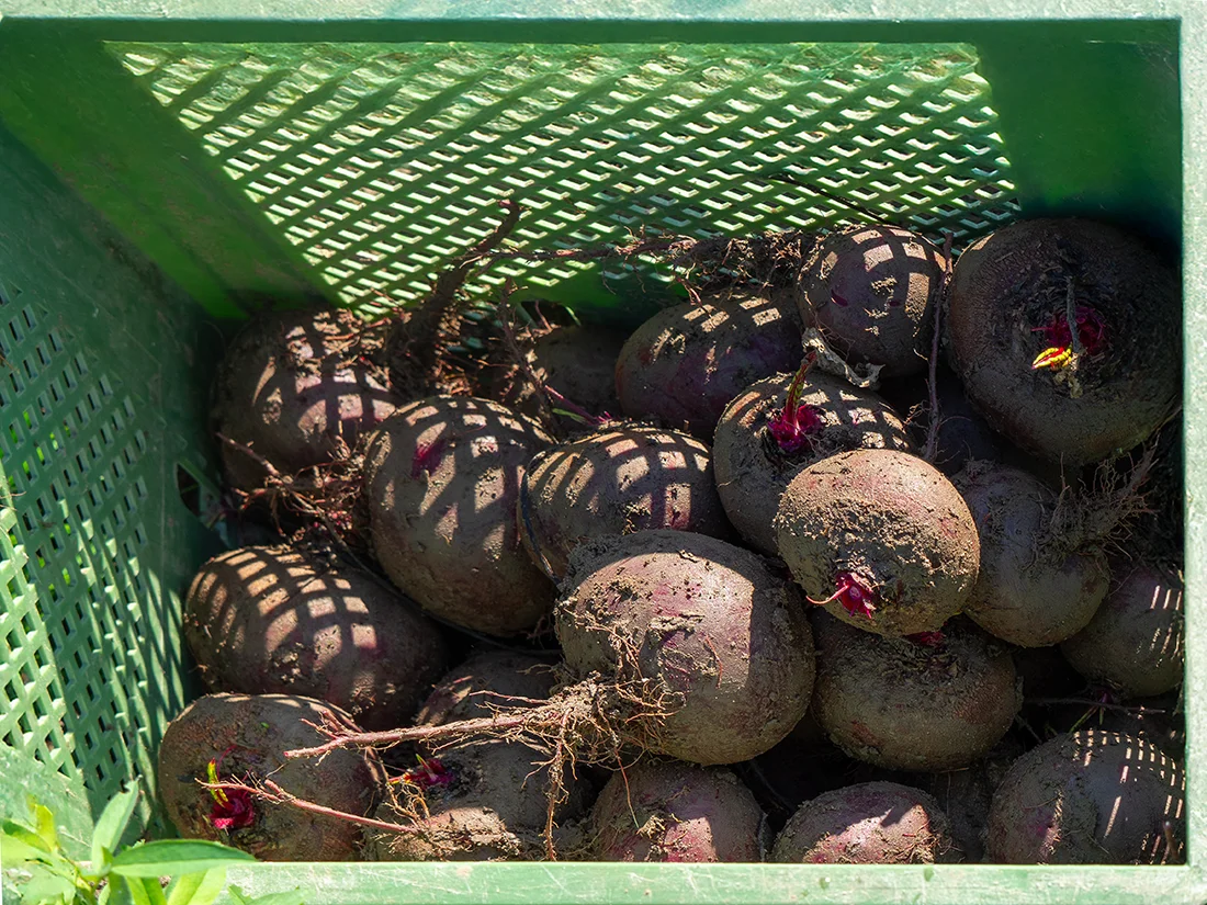 Rote Bete Knollen nach der Ernte