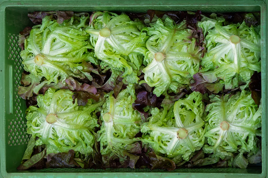 Salatköpfe nach der Ernte