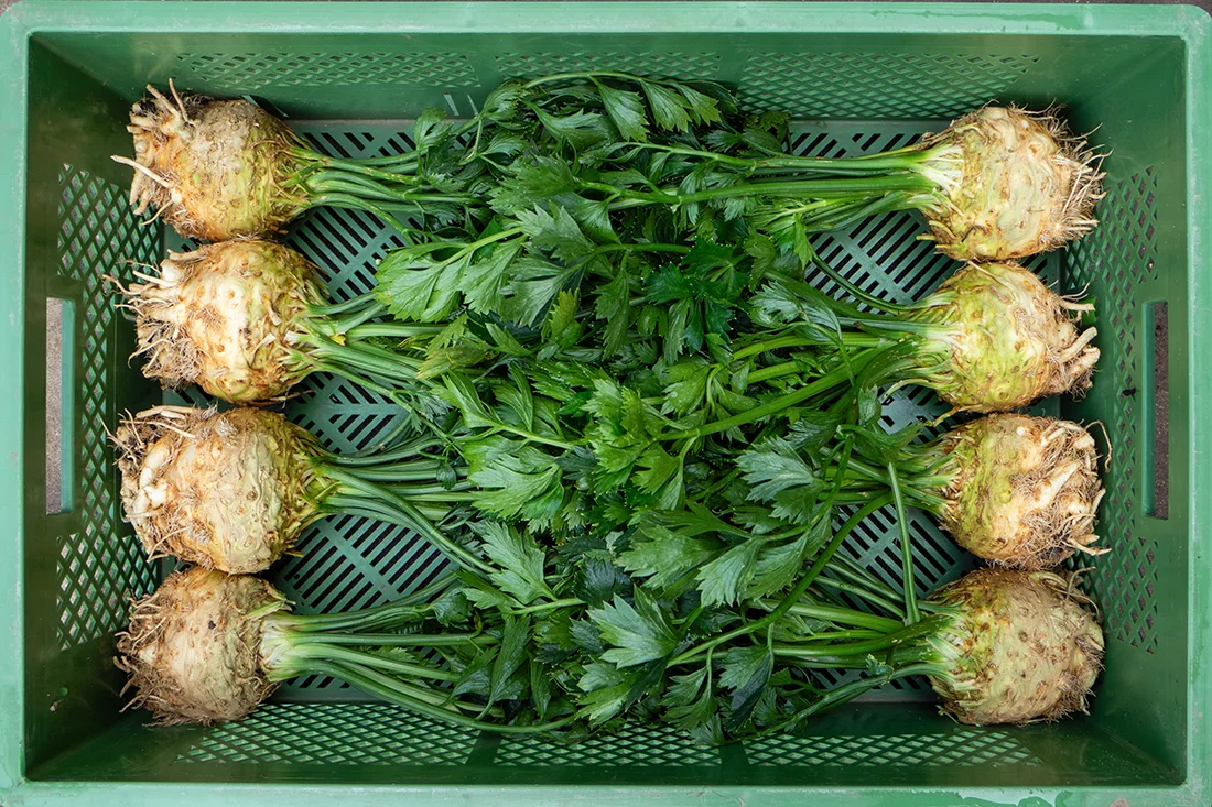 Sellerieknollen mit Grün in einer Kiste