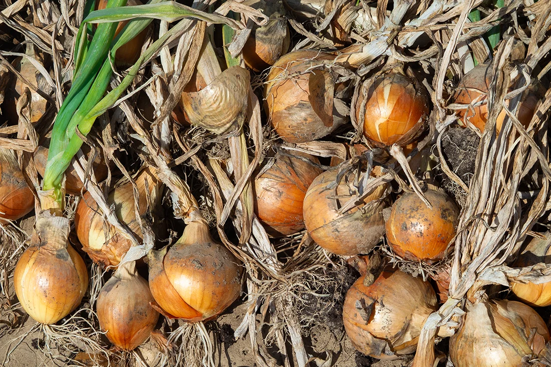 frisch geerntete Zwiebeln