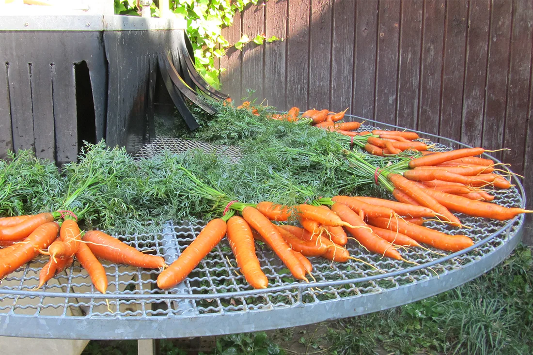 frisch geerntete Möhren auf einem Waschkarussell