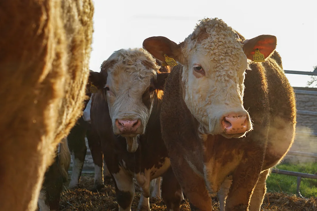Mehrere Kühe stehen an einem Gatter