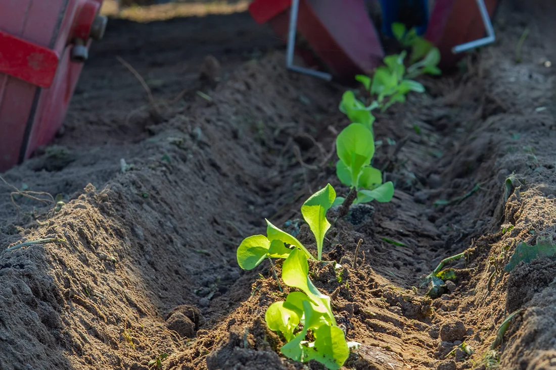 Nahaufnahme einer frisch gepflanzten Reihe Salatpflanzen