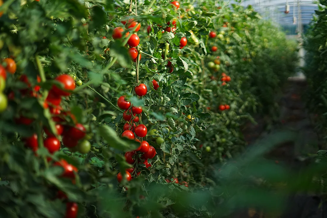 eine Reihe Tomatenpflanzen im Folientunnel mit reifen Früchten
