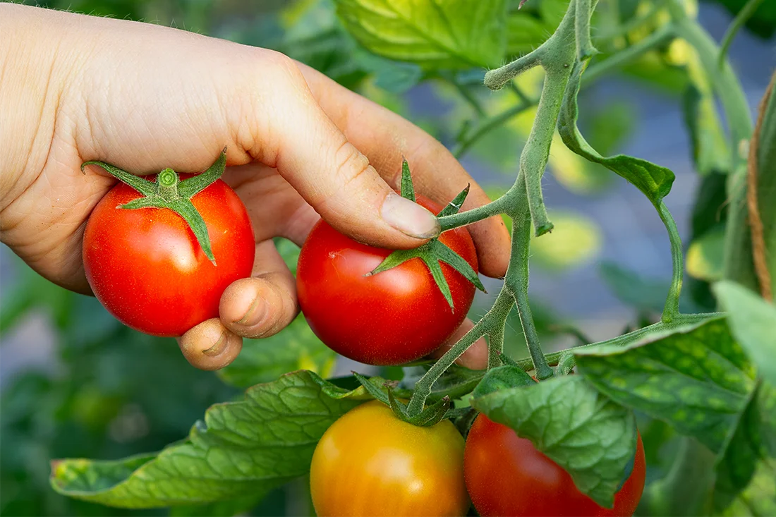 eine Hand erntet zwei reife Tomaten